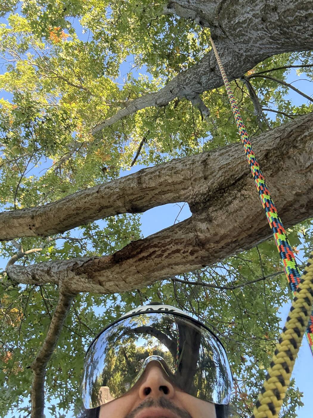 Adam on a climbing rope, looking up into the canopy of a large tree.