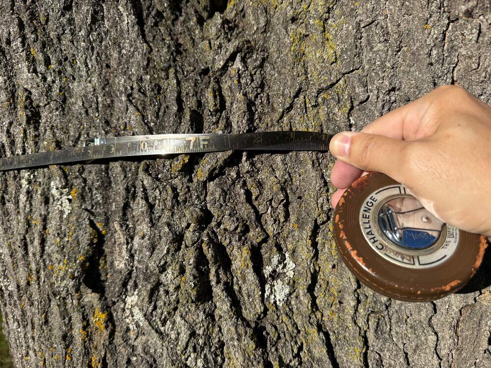 Tree Risk Assessments in RootFlare