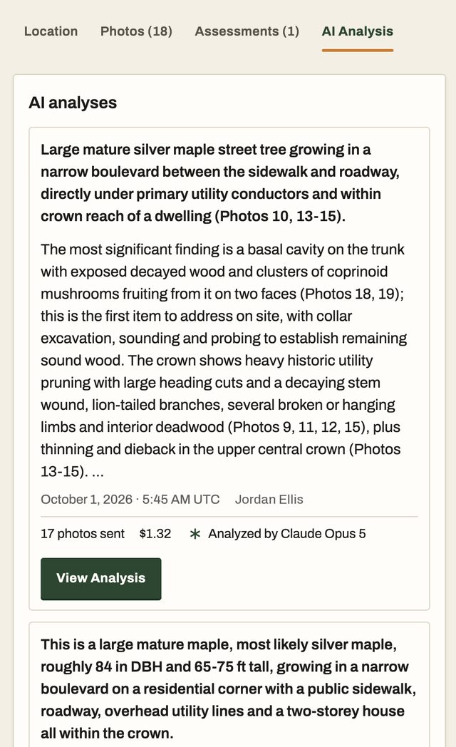 The tree's AI analysis on a phone: a written summary of the tree's site, defects and decay, citing photo numbers, with the photos sent and the cost.